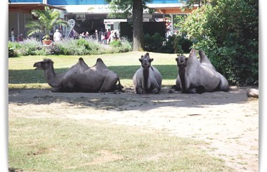 zoo inspirations